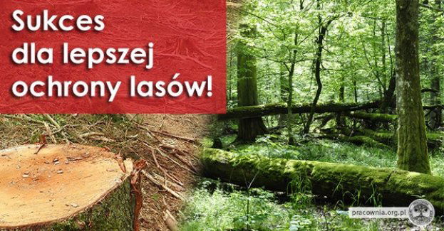Wielki sukces dla lepszej ochrony lasów!