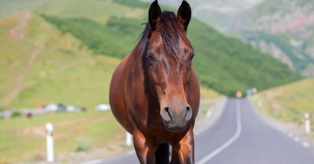 Nie doszło do znęcania się nad koniem na trasie do Morskiego Oka
