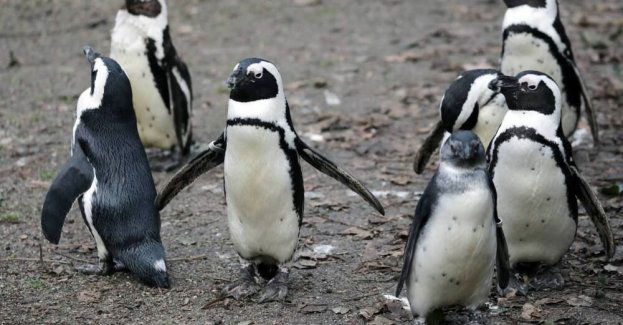 Niespodzianka w warszawskim zoo, chłopiec pingwin okazał się dziewczynką