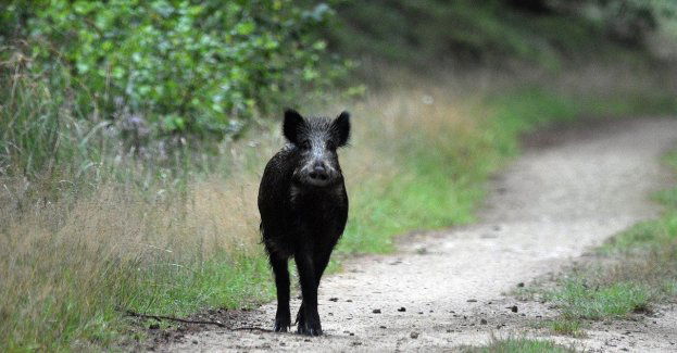 Utrudnienia na dk 25; zderzenie aut po wtargnięciu dzików