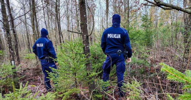 Policyjne patrole przeciwko nielegalnej wycince choinek