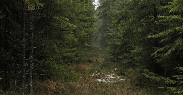 Puszczy Białowieskiej nadal grozi utrata dziedzictwa UNESCO