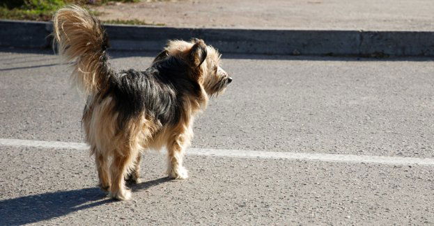 Straż miejska będzie pomagała także zwierzętom