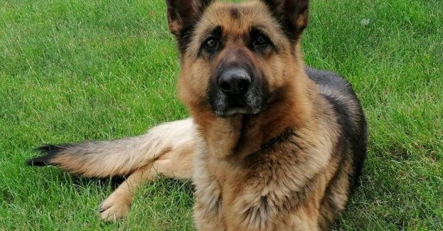 Przed wyjazdem zapewnij opiekę swojemu zwierzakowi