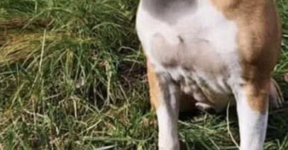 zdjęcie: Porzucono amstafa przy piaskowni w Dąbrowie Górniczej / fot. KMP w Dąbrowie Górniczej