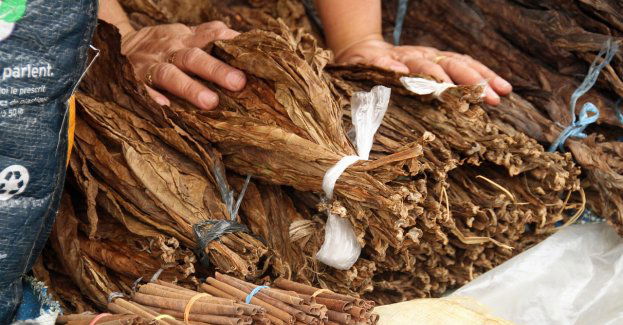 Nielegalne wyroby tytoniowe w samochodzie