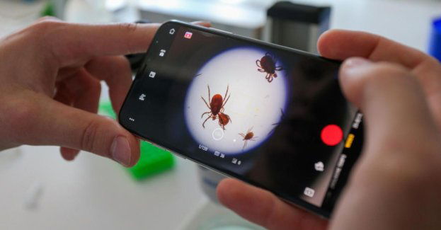 Powstaje europejska aplikacja do monitoringu kleszczy