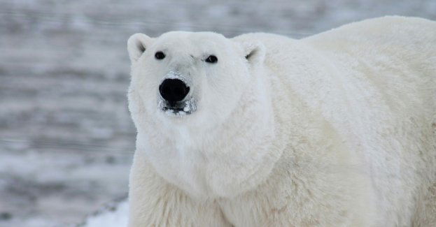 Książe Arktyki czyli o niedźwiedziu polarnym