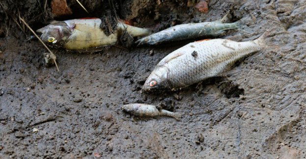 Z Wkry wyłowiono ok. 600 kg śniętych ryb