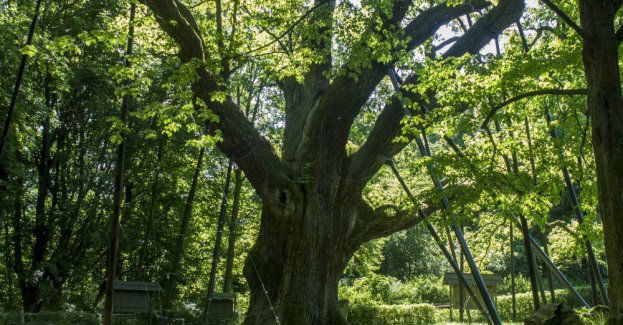 Dąb Bartek zabezpieczony po złamaniu konara