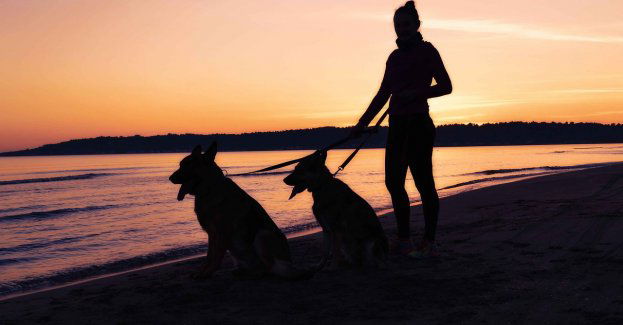 Matka i syn z zarzutami znęcania się nad psami