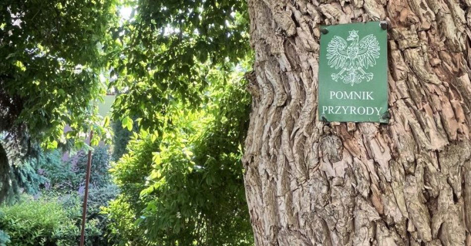 zdjęcie: Zielone giganty Rzeszowa pod lupą. Rusza wielka pielęgnacja / fot. nadesłane