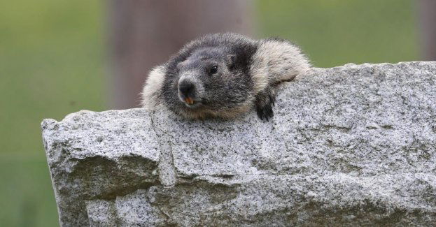 Po zimowym snie świstaki opuszczają swoje nory