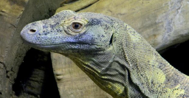 W niedzielę w Starym Zoo prezentacja nowego warana z Komodo