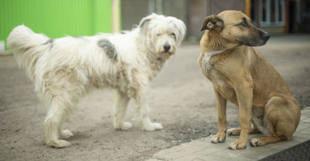 Proces w sprawie trucia ptaków i zwierząt
