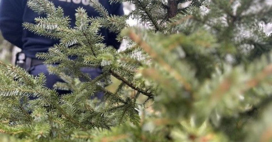 zdjęcie: Zanim kupisz choinkę sprawdź jej pochodzenie / fot. KPP w Myszkowie