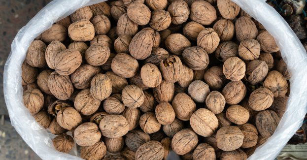 Obywatel Węgier przewoził w orzechach włoskich ponad dwie tony suszu tytoniowego