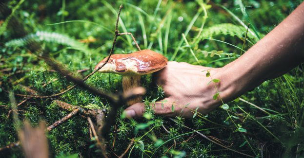 Bezpieczne wyprawy do lasu