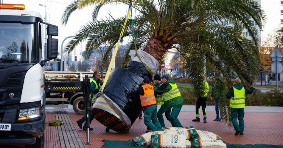 zdjęcie: Katowickie palmy żegnają Rynek na zimę / fot. nadesłane