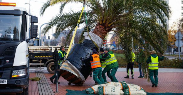 Katowickie palmy żegnają Rynek na zimę