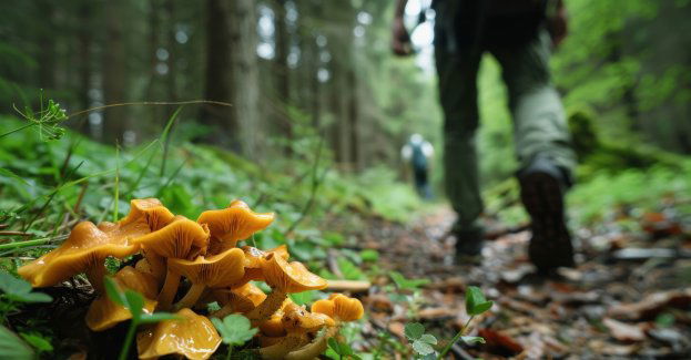 Policjanci uratowali zagubionych w lesie grzybiarzy