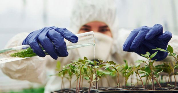 Biolodzy UŁ badają, czy rośliny pomogą pozbyć się wiecznych chemikaliów