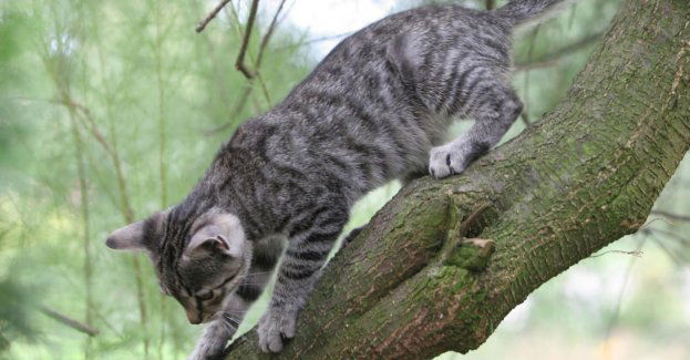 To nie tylko problem kociarzy