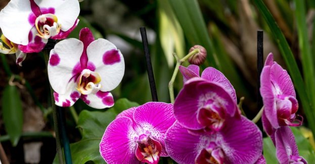 Storczyki, pieprz i ananas zagrożone wyginięciem