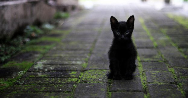 Akcja kastracji kotów wolno żyjących