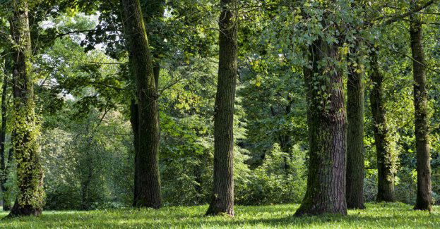 Na osiedlu Zalesie powstanie park dendrologiczny, miasto podpisało pierwszą umowę