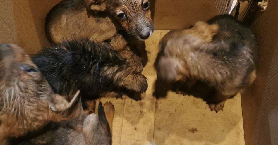 zdjęcie: Mieszkaniec uratował porzucone szczenięta w Czyżowicach / fot. KPP w Wodzisławiu Śląskim