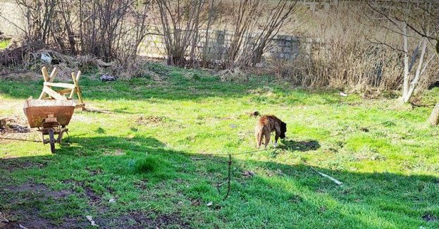 59-latek z Głuszycy odpowie za znęcanie się nad psem
