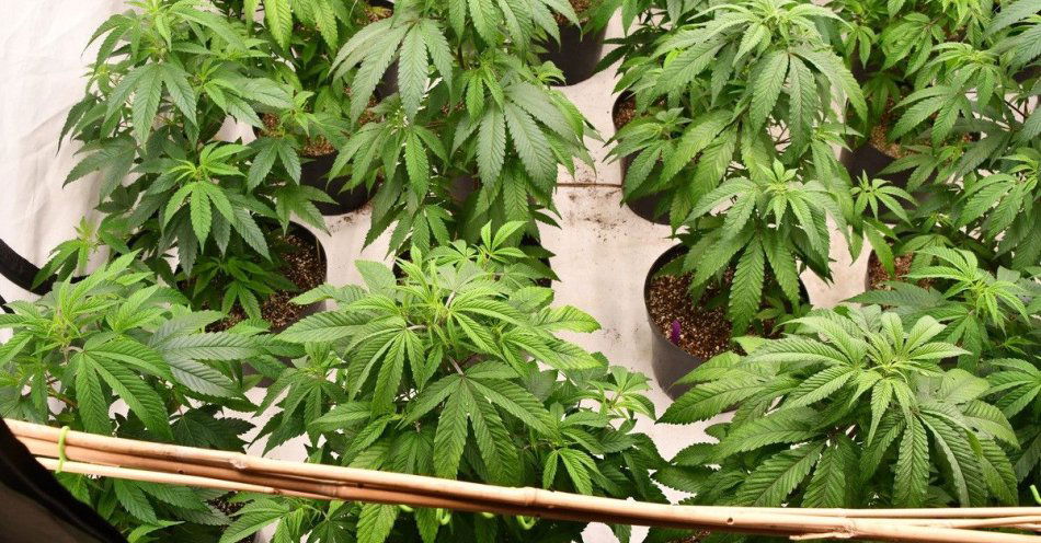 zdjęcie: Policja przejęła ponad 4 kg marihuany i zlikwidowała plantację / fot. KPP w Stargardzie