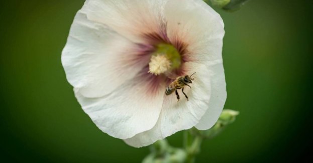 Ok. 300 malw posadzili mieszkańcy przy ul. Tetmajera ku pamięci malarza