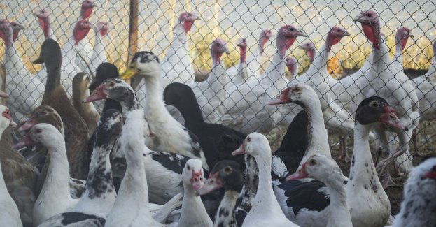 Ognisko ptasiej grypy w powiecie lubartowskim