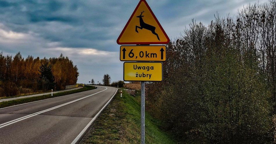 zdjęcie: Uwaga kierowcy Żubr znów na drogach powiatu hajnowskiego / fot. KPP Hajnówka