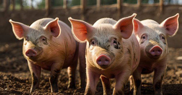 Trzecie ognisko ASF w regionie