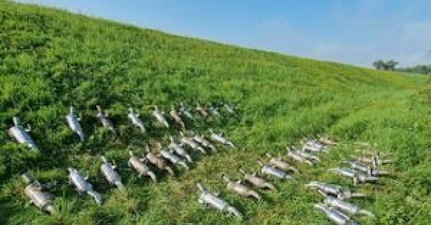 Kolejne 83 zarzuty dla złodziei katalizatorów. Stary przekraczają 2 miliony złotych