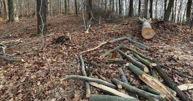 Zatrzymany przez kamienieckich policjantów na gorącym uczynku nielegalnej wycinki drzewa w lesie