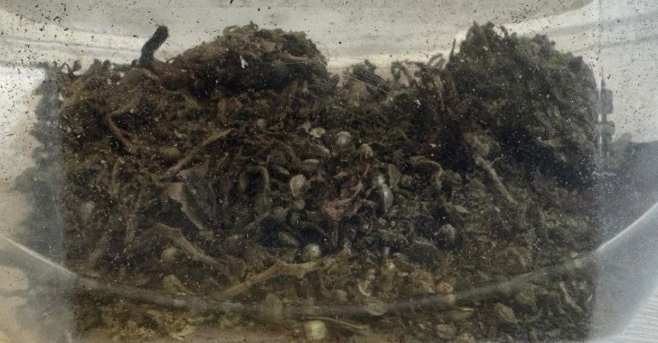 zdjęcie: Poszukiwany zatrzymany z narkotykami w Wadowicach / fot. KMP w Wadowicach