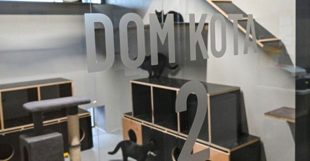 Zwierzę nie powinno być prezentem pod choinkę