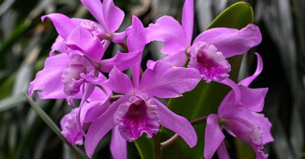 W zamkowej storczykarni zakwitły ulubione orchidee Potockich - Cattleye