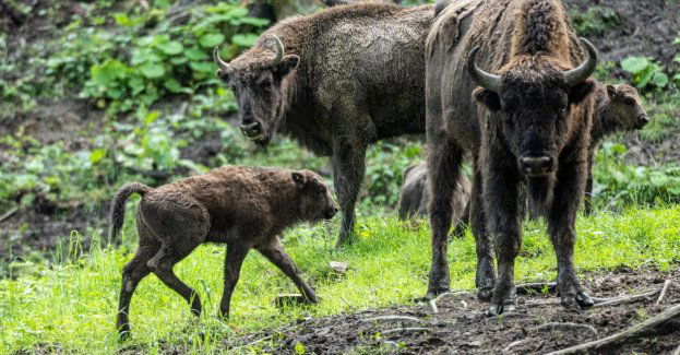 Prawie 1,5 mln turystów odwiedziło już zagrodę żubrów w Mucznem w Bieszczadach