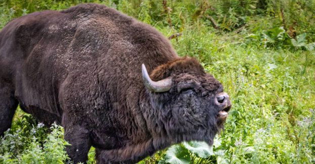 Mija 60 lat od powrotu żubra w Bieszczady
