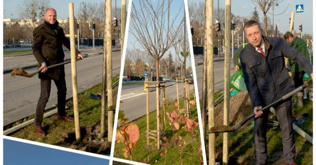 Finał rekordowych nasadzeń w Wilanowie