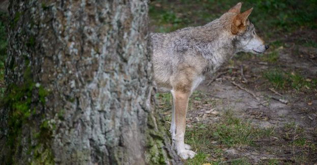 Burmistrz Paczkowa ostrzega przed wilkami