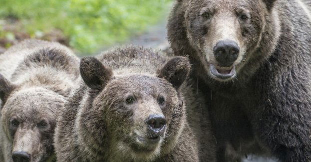 Gmina Cisna ma zgodę na odstrzał trzech niedźwiedzi, decyzję wydał GDOŚ