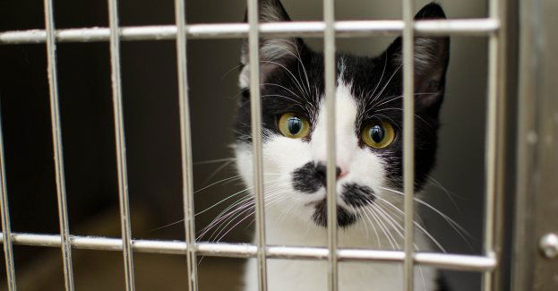 Ktoś wystawił klatkę z żywym kotem na śmietnik