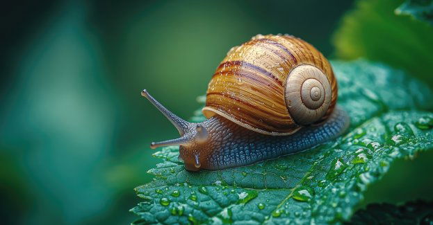 Z powodu suszy ślimaki winniczki stają się coraz rzadsze