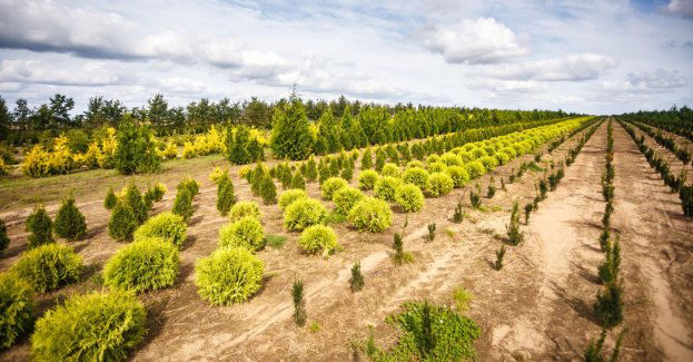 Na Jasieniu powstanie kolejny mikrolas